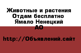 Животные и растения Отдам бесплатно. Ямало-Ненецкий АО